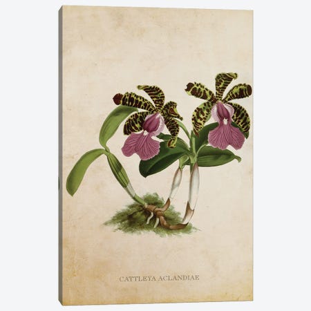 Vintage Orchid Flower - Cattleya Aclandiae Canvas Print #ADP3484} by Aged Pixel Canvas Art