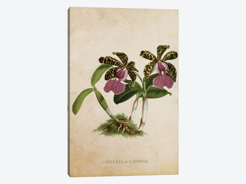 Vintage Orchid Flower - Cattleya Aclandiae by Aged Pixel 1-piece Canvas Print