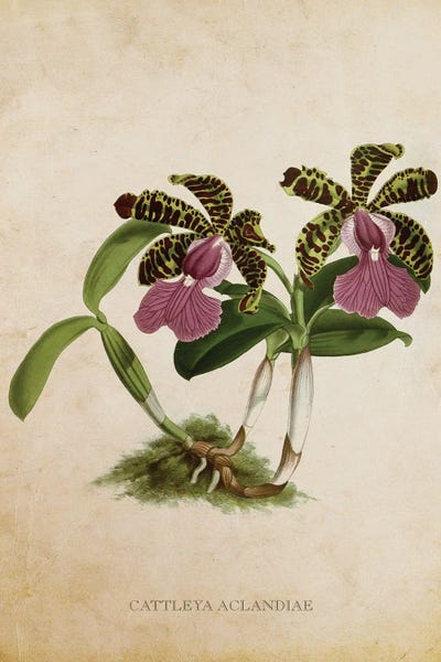 Vintage Botanical Illustrations: Vintage Orchid Flower - Cattleya Aclandiae by Aged Pixel