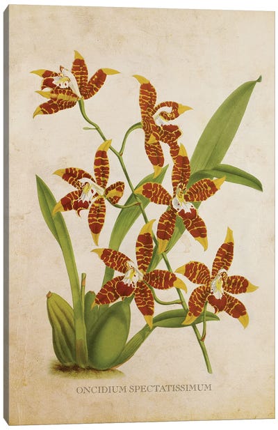 Vintage Orchid Flower -  Oncidium Spectatissimum Canvas Art Print - Orchid Art