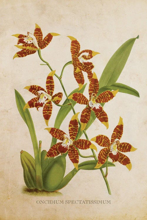 Vintage Orchid Flower -  Oncidium Spectatissimum by Aged Pixel wall art