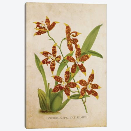 Vintage Orchid Flower -  Oncidium Spectatissimum Canvas Print #ADP3485} by Aged Pixel Canvas Artwork