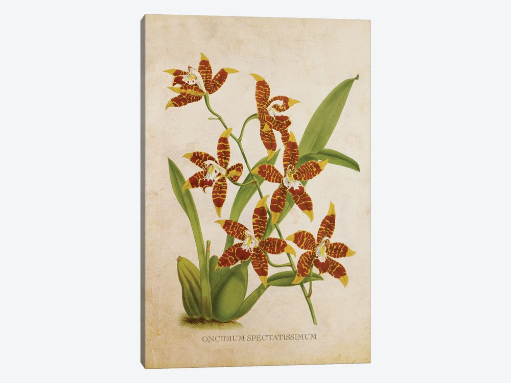 Vintage Orchid Flower -  Oncidium Spectatissimum by Aged Pixel 1-piece Canvas Art