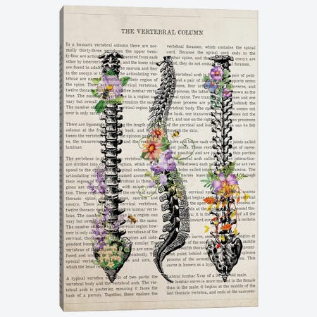 Vertebral Column Anatomy Flowers Canvas Print #ADP3491} by Aged Pixel Canvas Art