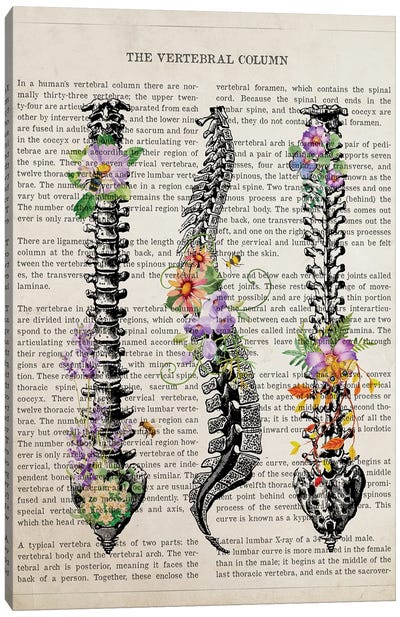 Vertebral Column Anatomy Flowers Canvas Art Print - Anatomy Art