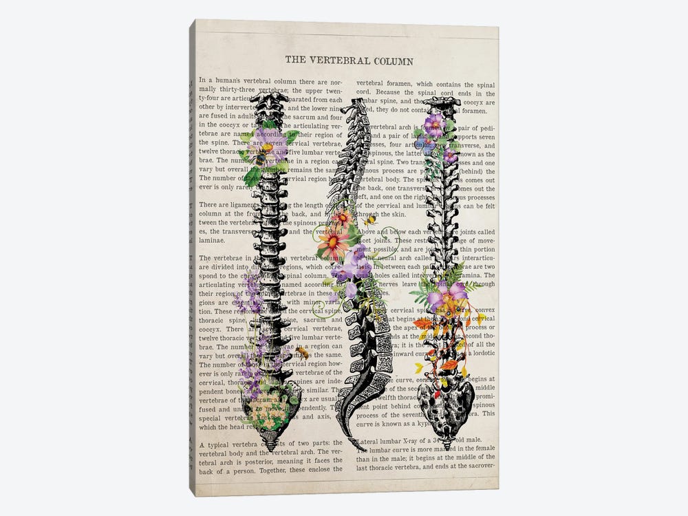 Vertebral Column Anatomy Flowers by Aged Pixel 1-piece Art Print