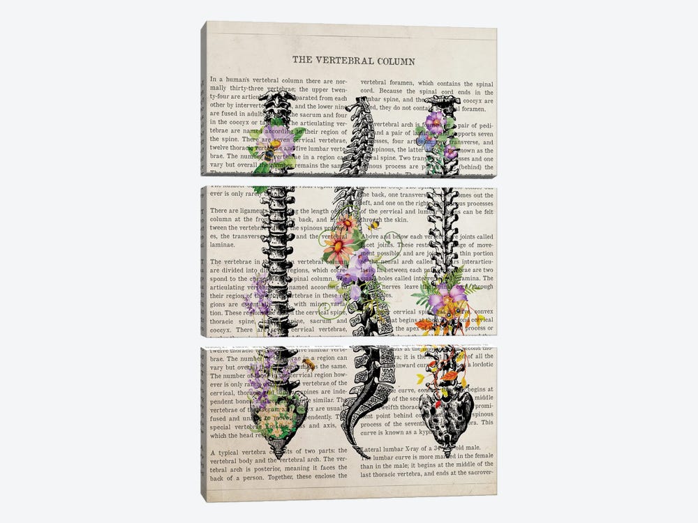Vertebral Column Anatomy Flowers by Aged Pixel 3-piece Canvas Print