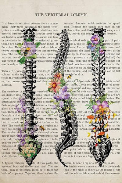Biology: Vertebral Column Anatomy Flowers by Aged Pixel