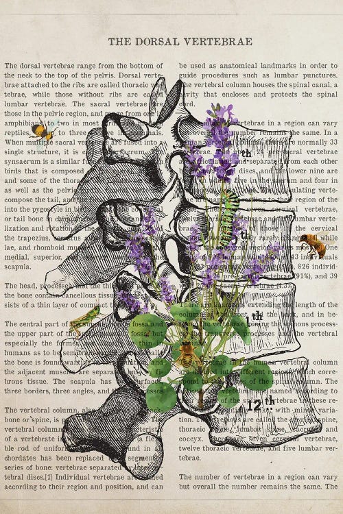 Dorsal Vertebrae Anatomy Lavender