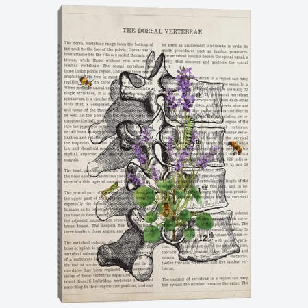 Dorsal Vertebrae Anatomy Lavender Canvas Print #ADP3492} by Aged Pixel Canvas Art