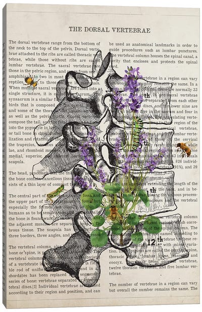 Dorsal Vertebrae Anatomy Lavender Canvas Art Print - Anatomy Art