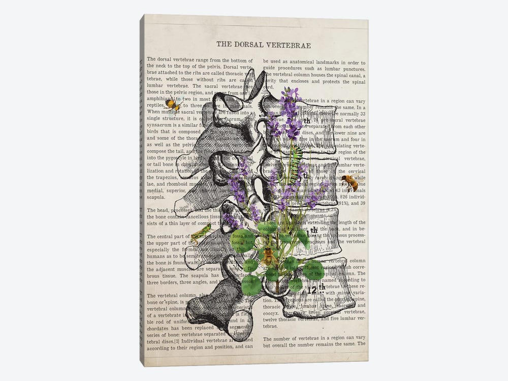 Dorsal Vertebrae Anatomy Lavender by Aged Pixel 1-piece Canvas Wall Art