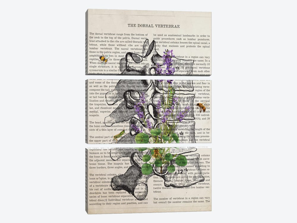 Dorsal Vertebrae Anatomy Lavender by Aged Pixel 3-piece Canvas Wall Art