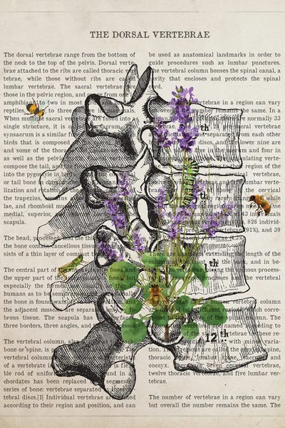 Biology: Dorsal Vertebrae Anatomy Lavender by Aged Pixel
