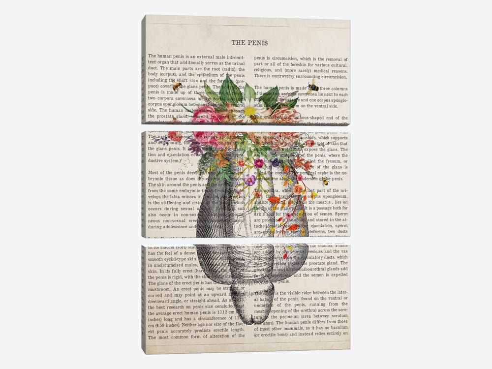 Human Penis Anatomy Flower by Aged Pixel 3-piece Canvas Print
