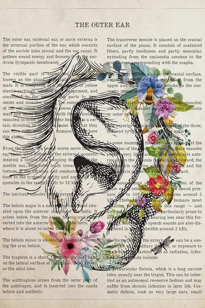 Biology: Outer Ear Anatomy Flower by Aged Pixel