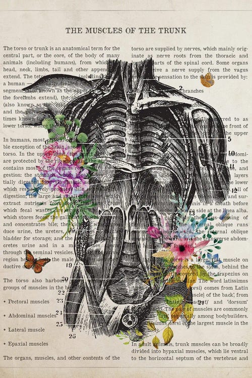 Muscles Of The Trunk Anatomy Flower