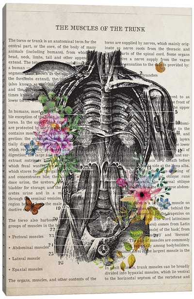 Muscles Of The Trunk Anatomy Flower Canvas Art Print - Anatomy Art