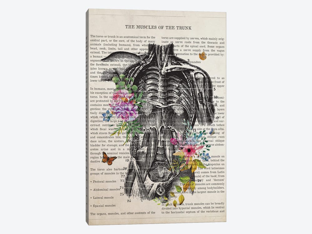 Muscles Of The Trunk Anatomy Flower by Aged Pixel 1-piece Canvas Art