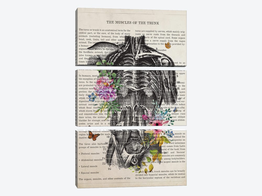 Muscles Of The Trunk Anatomy Flower by Aged Pixel 3-piece Canvas Artwork