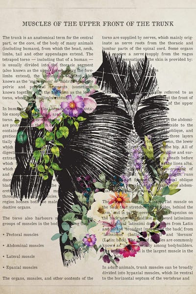 Biology: Muscles Of The Trunk Anatomy by Aged Pixel