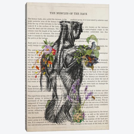 Muscles Of The Back Anatomy Canvas Print #ADP3498} by Aged Pixel Canvas Artwork