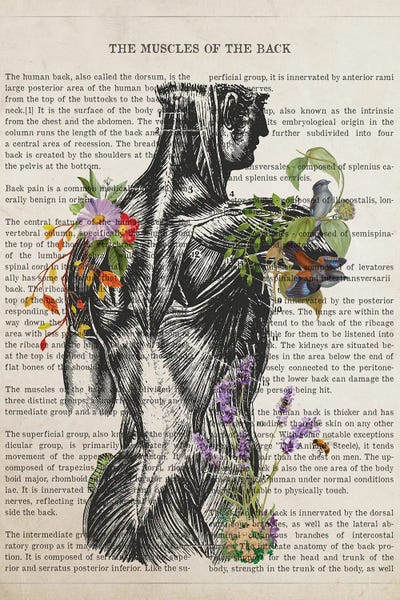 Biology: Muscles Of The Back Anatomy by Aged Pixel