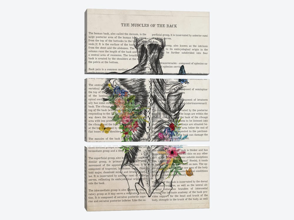 Muscles Of The Back Anatomy Flower by Aged Pixel 3-piece Art Print