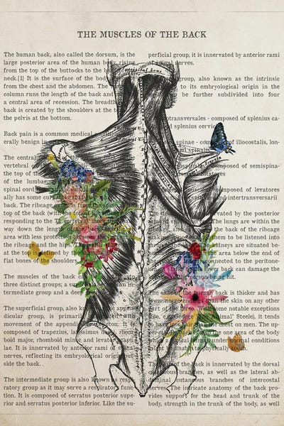 Biology: Muscles Of The Back Anatomy Flower by Aged Pixel