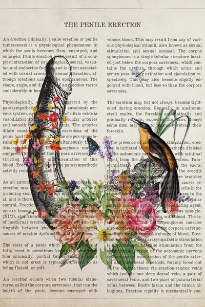 Biology: Penis Erection Anatomy Flower by Aged Pixel