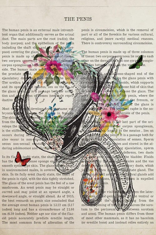 Penis Anatomy With Flowers by Aged Pixel wall art