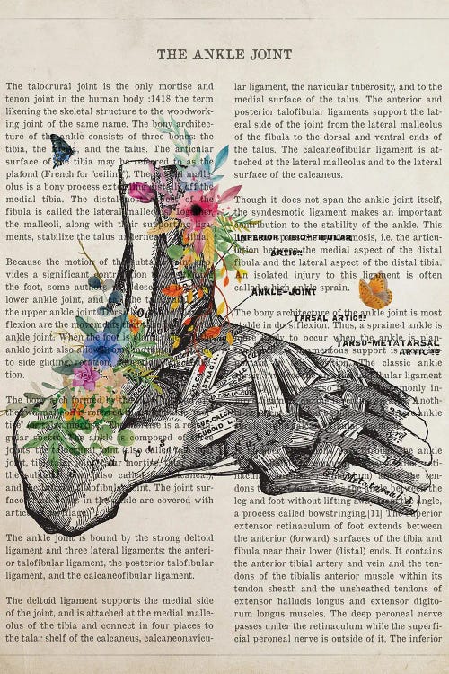 Ankle Joint Anatomy Flower