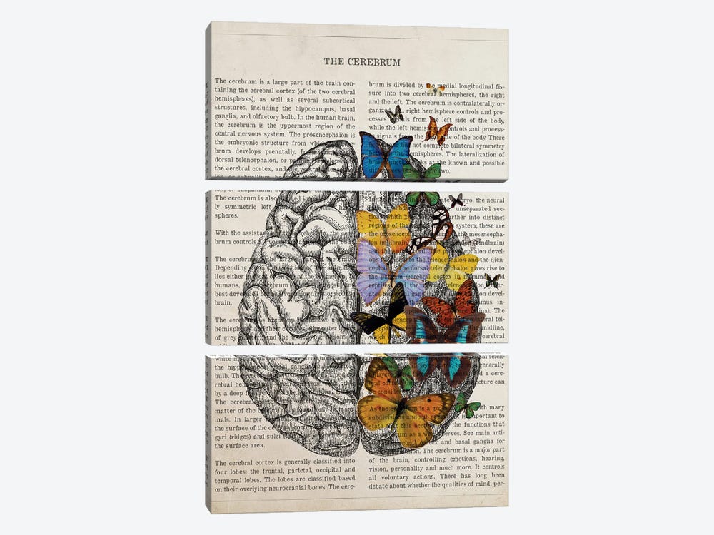 Brain Art Anatomy Butterfly 3-piece Canvas Art