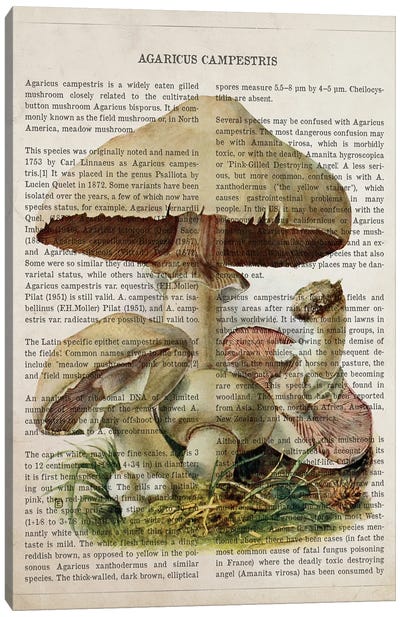 Mushroom Agaricus Campestris Canvas Art Print - Botanical Illustrations