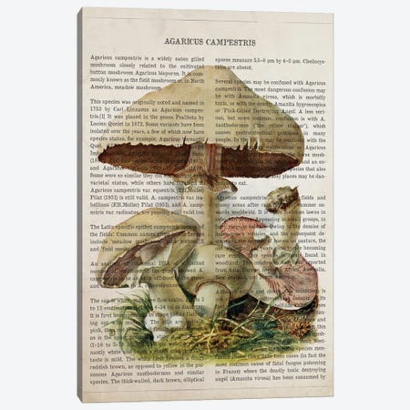Mushroom Agaricus Campestris Canvas Print #ADP3532} by Aged Pixel Canvas Print