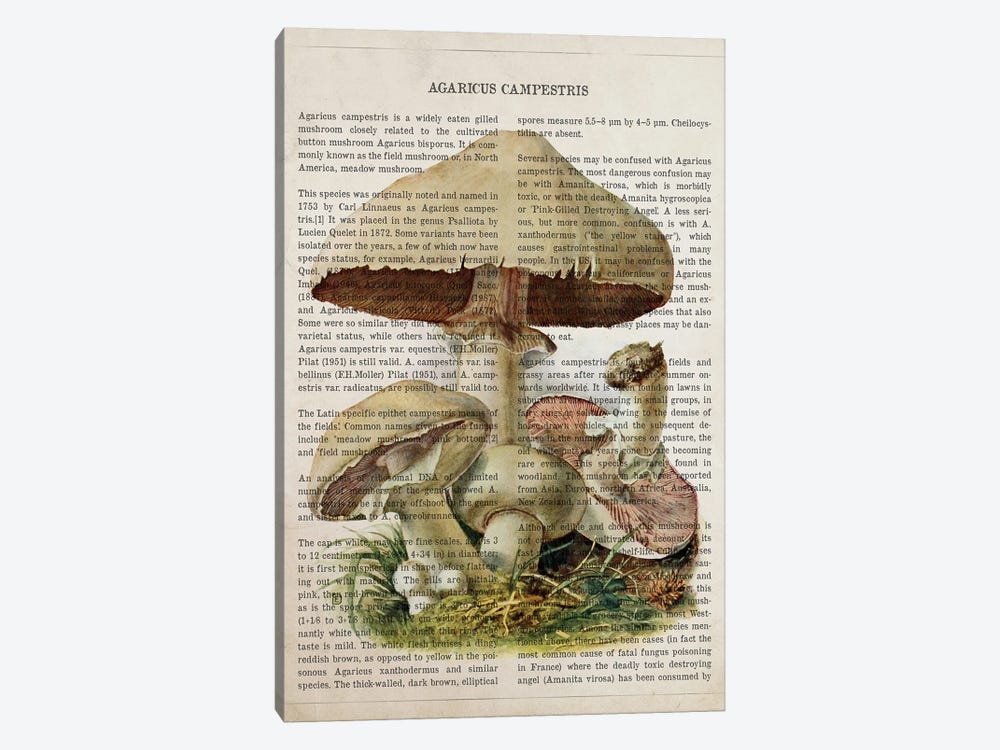 Mushroom Agaricus Campestris by Aged Pixel 1-piece Art Print