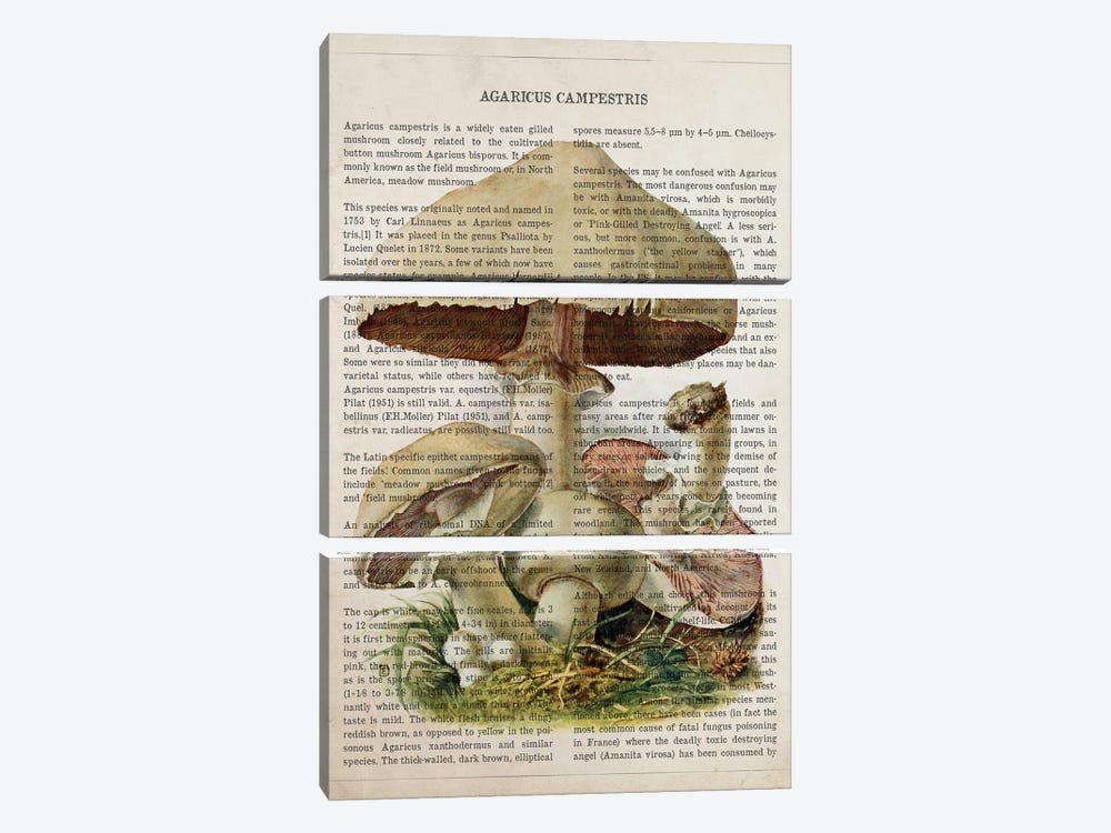 Mushroom Agaricus Campestris by Aged Pixel 3-piece Canvas Print