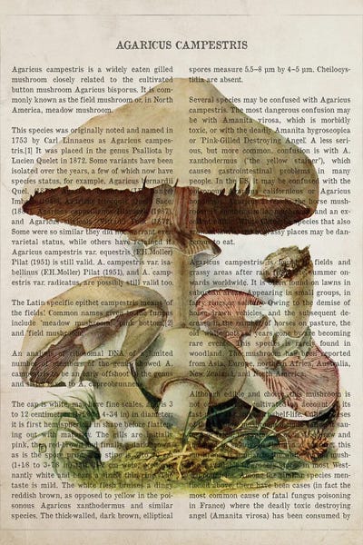 Vintage Botanical Illustrations: Mushroom Agaricus Campestris by Aged Pixel