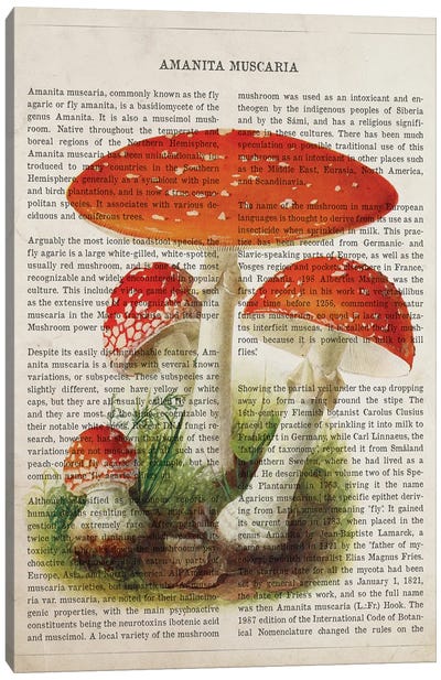 Mushroom Amanita Muscaria Canvas Art Print - Botanical Illustrations