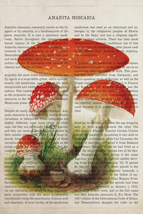 Mushroom Amanita Muscaria