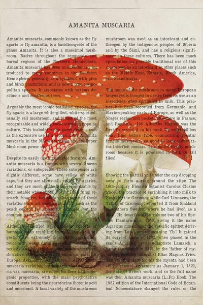 Botanical Illustrations: Mushroom Amanita Muscaria by Aged Pixel