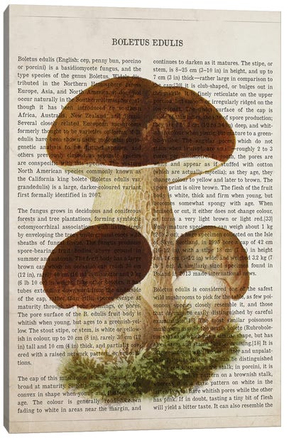 Mushroom Boletus Edulis Canvas Art Print - Botanical Illustrations