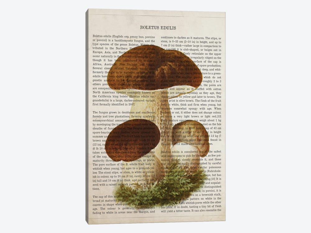 Mushroom Boletus Edulis by Aged Pixel 1-piece Canvas Art Print