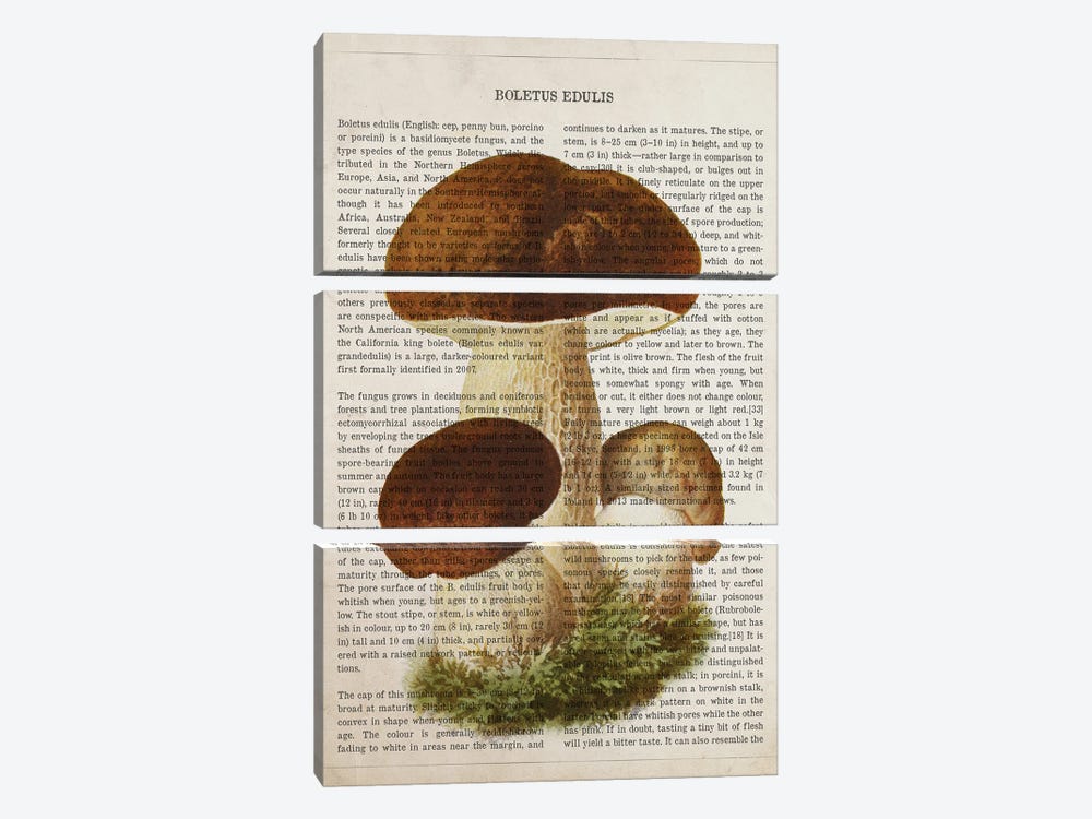 Mushroom Boletus Edulis by Aged Pixel 3-piece Art Print