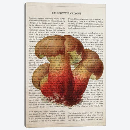 Mushroom Caloboletus Calopus Canvas Print #ADP3535} by Aged Pixel Canvas Artwork