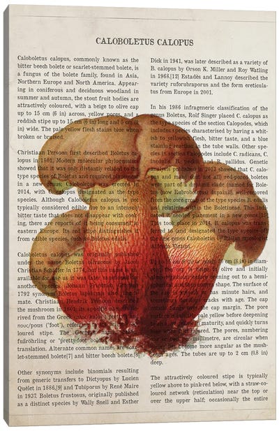 Mushroom Caloboletus Calopus Canvas Art Print - Botanical Illustrations
