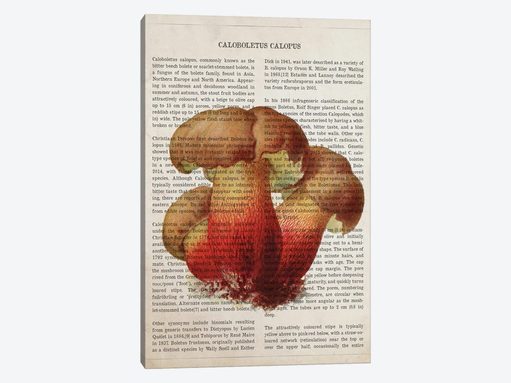 Mushroom Caloboletus Calopus by Aged Pixel 1-piece Canvas Art