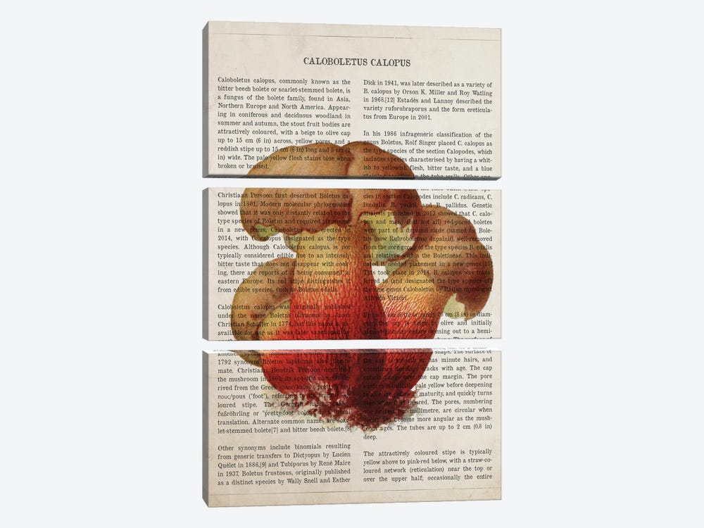 Mushroom Caloboletus Calopus by Aged Pixel 3-piece Canvas Art