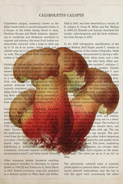 Vintage Botanical Illustrations: Mushroom Caloboletus Calopus by Aged Pixel