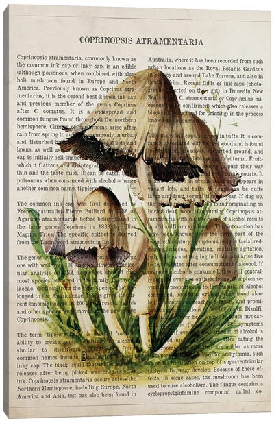 Mushroom Common Ink Cap Canvas Art Print - Botanical Illustrations